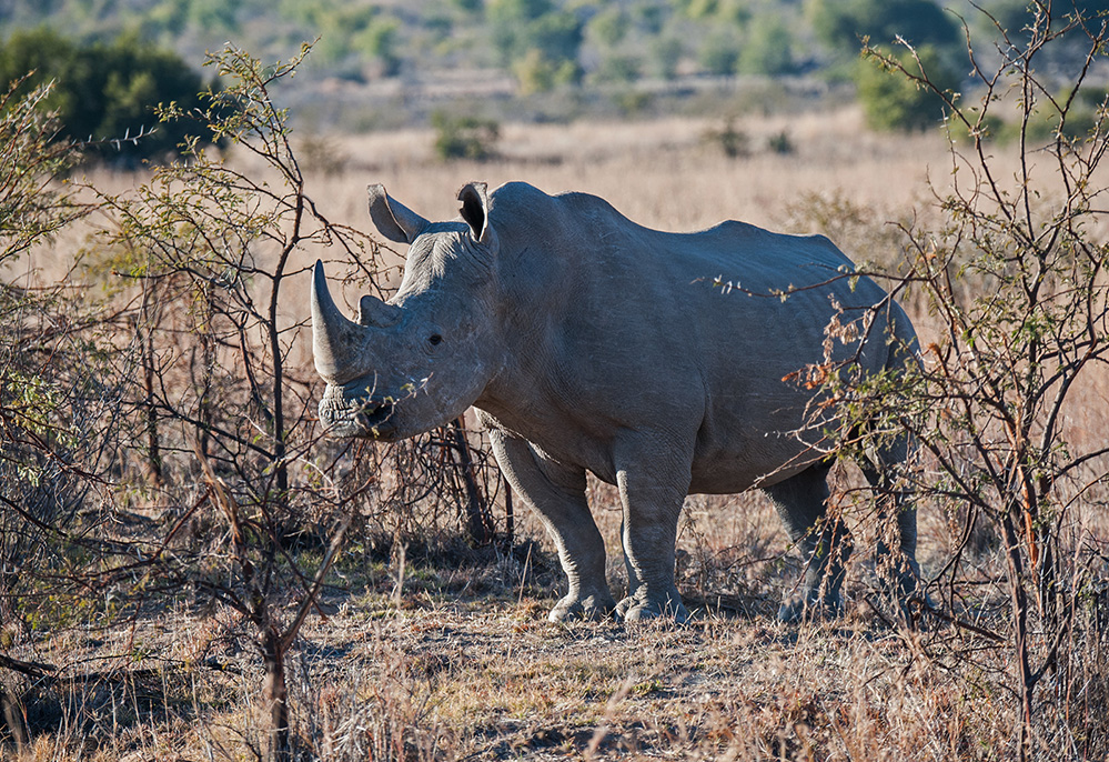 Pilanesberg National Park White Rhino